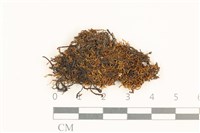 全緣廣萼苔藏品圖，第1張