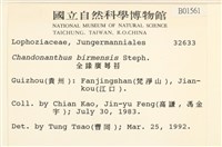 全緣廣萼苔藏品圖，第2張