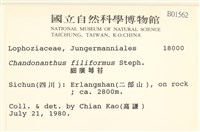 細廣萼苔藏品圖，第2張