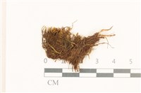 細廣萼苔藏品圖，第1張