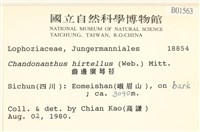 齒邊廣萼苔藏品圖，第2張