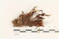 齒邊廣萼苔藏品圖，第1張