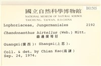 齒邊廣萼苔藏品圖，第2張