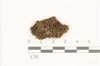 兔耳苔藏品圖，第1張