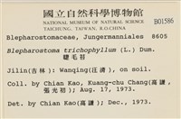 睫毛苔藏品圖，第2張