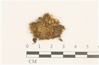 睫毛苔藏品圖，第1張