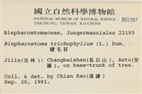 睫毛苔藏品圖，第2張