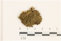 睫毛苔藏品圖，第1張