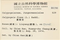 護蒴苔藏品圖，第2張