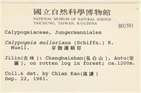 芽胞護蒴苔藏品圖，第2張