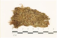 芽胞護蒴苔藏品圖，第1張