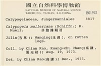 芽胞護蒴苔藏品圖，第2張