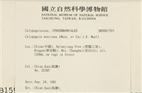 鈍葉護蒴苔藏品圖，第2張