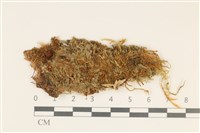 鈍葉護蒴苔藏品圖，第1張