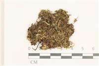 雙齒護蒴苔藏品圖，第1張