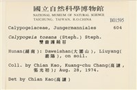 雙齒護蒴苔藏品圖，第2張