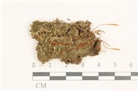 雙齒護蒴苔藏品圖，第1張