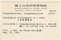 三角葉護蒴苔藏品圖，第2張