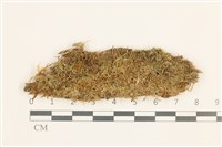 三角葉護蒴苔藏品圖，第1張