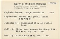 曲枝大萼苔藏品圖，第2張