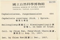 喙葉大萼苔藏品圖，第2張