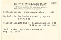 毛口大萼苔藏品圖，第2張