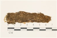 毛口大萼苔藏品圖，第1張