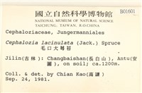 毛口大萼苔藏品圖，第2張