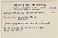 臺灣角苔藏品圖，第2張