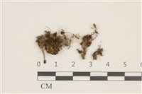 臺灣角苔藏品圖，第1張