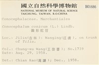 蛇苔藏品圖，第2張