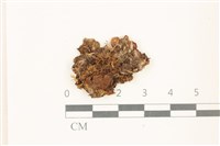 蛇苔藏品圖，第1張