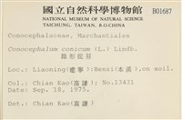 蛇苔藏品圖，第2張