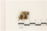 蛇苔藏品圖，第1張