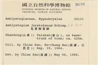 長葉柳葉蘚藏品圖，第2張