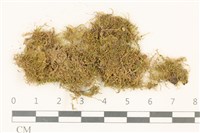 長葉柳葉蘚藏品圖，第1張