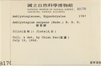 柳葉蘚藏品圖，第2張