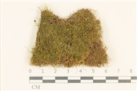 柳葉蘚藏品圖，第1張