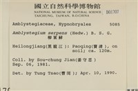 柳葉蘚藏品圖，第2張