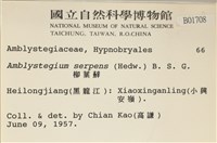 柳葉蘚藏品圖，第2張