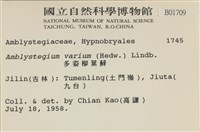 多姿柳葉蘚藏品圖，第2張