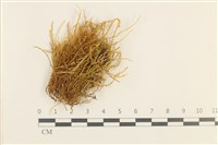 濕原蘚藏品圖，第1張