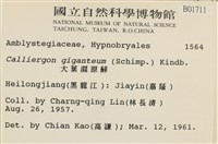 大葉濕原蘚藏品圖，第2張