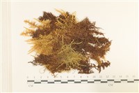 大葉濕原蘚藏品圖，第1張