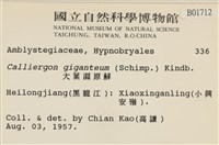 大葉濕原蘚藏品圖，第2張