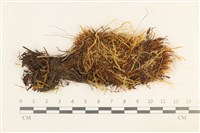 大葉濕原蘚藏品圖，第1張