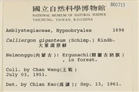 大葉濕原蘚藏品圖，第2張