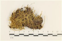 大葉濕原蘚藏品圖，第1張