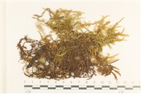 蔓枝濕原蘚藏品圖，第1張