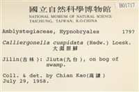 大濕原蘚藏品圖，第2張